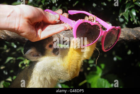 Una scimmia dello scoiattolo boliviano indaga un paio di occhiali da sole allo Zoo di Londra. I primati hanno preso occhiali da sole dai visitatori alla mostra Meet the Monkeys. Foto Stock