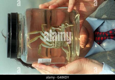 Prescott/Mitten Crab Foto Stock