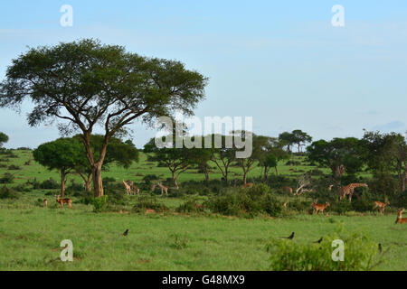 Vivere in armonia. Foto Stock