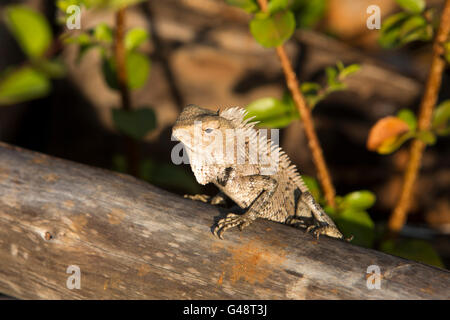Sri Lanka, Mirissa Harbour, Drago lizard sul log nella luce del sole Foto Stock
