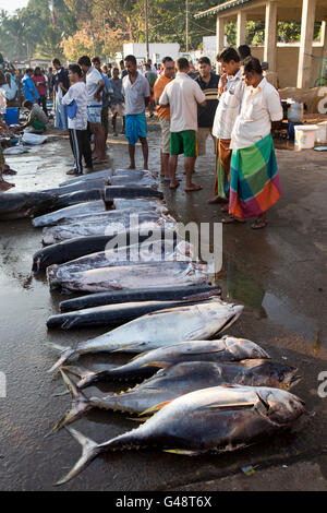 Sri Lanka, Mirissa Harbour, la mattina presto, giallo tonno pinna e decapitato di cattura di delfini in banchina Foto Stock