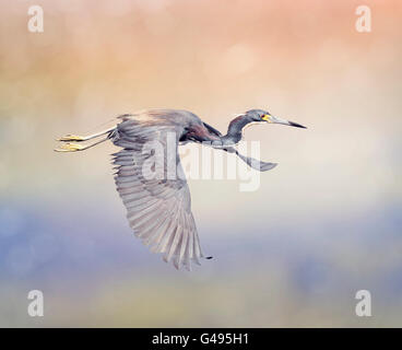 Airone tricolore in volo in Florida zone umide Foto Stock