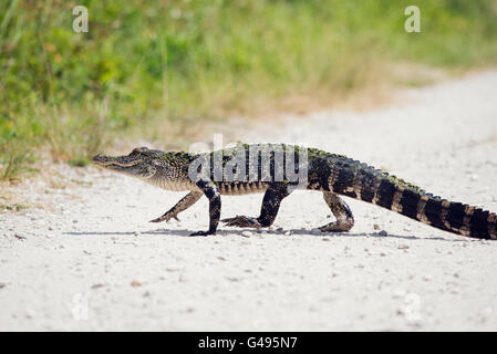 Giovani Alligator attraversando la strada Foto Stock