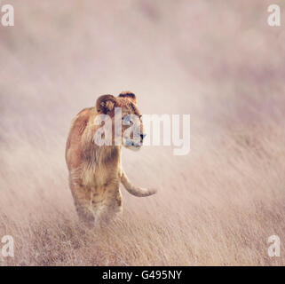 Lion Cub camminare sull'erba Foto Stock