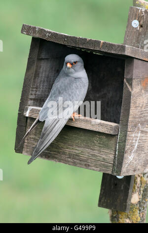 Rosso-footed falcon, Falco vespertinus, unico maschio nella scatola di nido, Ungheria, Maggio 2016 Foto Stock