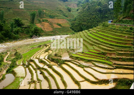 Terrazze di riso. Sapa, Vietnam, Lao Cai Provincia, Asia Foto Stock