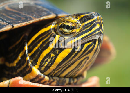 Western dipinto di tartaruga, Chrysemys picta bellii, nativo di southwestern Ontario a sud del Missouri al Pacific NW Foto Stock