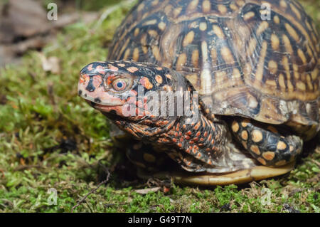 Casella di ornati tartaruga, Terrapene ornata ornata, nativo di Great Plains, STATI UNITI D'AMERICA Foto Stock