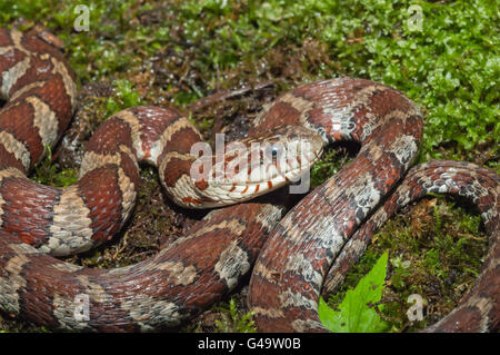 Acqua settentrionale snake, Nerodia sipedon sipedon; nativo per il Nord America Foto Stock