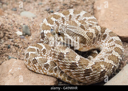 Western hognose snake, Heterodon nasicus nasicus, posteriore-fanged serpente velenoso, nativo per il sud del Canada, USA, Messico Foto Stock