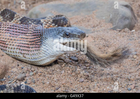 Texas black rat snake, Elaphe obsoleta obsoleta, mangiare Scoiattolo striado orientale, Tamias striatus, nativo per il Nord America Foto Stock