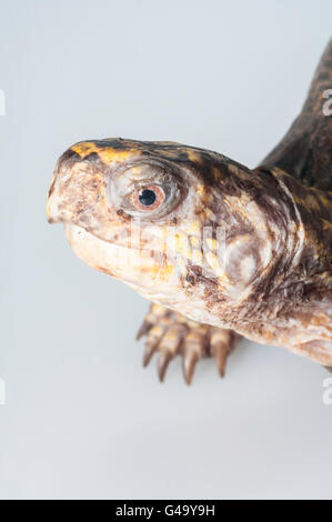 Scatola orientale tartaruga, Terrapene carolina carolina; nativo USA orientale; intaglio con sfondo bianco Foto Stock