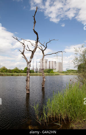 Gli alberi morti nell'acqua, RWE Power AG Gersteinwerk della centrale a ciclo combinato a retro, Stockum, Werne Foto Stock