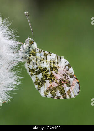 Maschio punta arancione farfalla sulla tarassaco seedhead Foto Stock