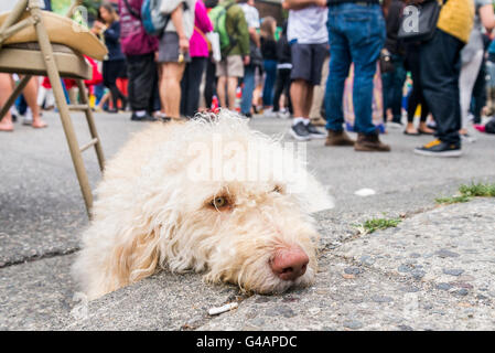Annoiato cane poggia testa sul cordolo, Foto Stock