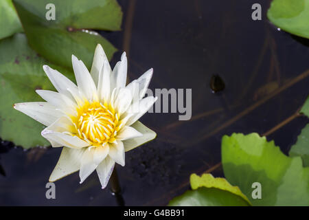 Fiore di loto e fiore di loto piante Foto Stock