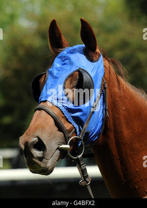 Horse Racing - onorevoli giorno - Ippodromo di Ripon Foto Stock