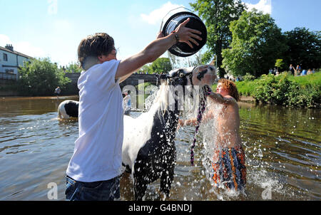 La gente in Appleby lava i loro cavalli nel fiume Eden pronti per essere venduti alla fiera di cavalli Appleby, l'annuale raduno di zingari e viaggiatori in Appleby, Cumbria. Foto Stock