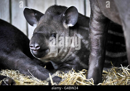 Baby animali a Bristol Zoo Gardens Foto Stock