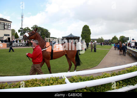 Corse ippiche - Abu Dhabi 1000 Guineas Day - Ippodromo di Curragh. Cavalli nell'anello della sfilata Foto Stock