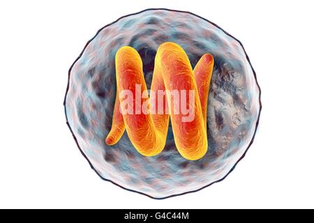 Cisti con Trichina spiralis nematode (in precedenza chiamato Trichinella spiralis), computer illustrazione. Questi parassiti possono infettare i mammiferi, compresi gli esseri umani, maiali, cani e ratti. Infezione segue il consumo di greggio o carne poco cotta che contiene le cisti della T. spiralis larve. Questi maturare nella forma degli adulti nell'intestino. Gli adulti vivono per circa 6-8 settimane, durante il quale tempo le femmine rilasciare un gran numero di larve che penetrano la parete dell'intestino. Da qui essi migrano intorno al corpo provocando febbre e dolori e la formazione di cisti nei muscoli. Foto Stock