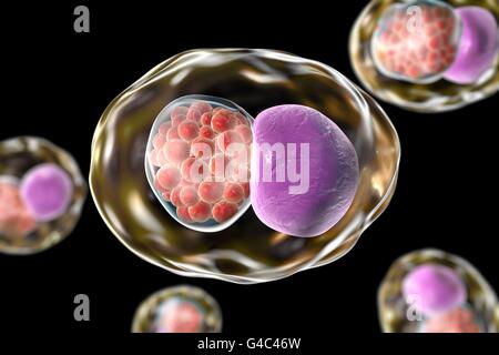 Clamidia batteri in una cella. Computer illustrazione che mostra un composto di inclusione di un gruppo di Chlamydia (rosso) nelle vicinanze del nucleo (viola) di una cellula. Foto Stock