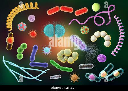Microbi. Computer illustrazione di una miscela microbico contenente batteri e virus di diversi tipi. Foto Stock