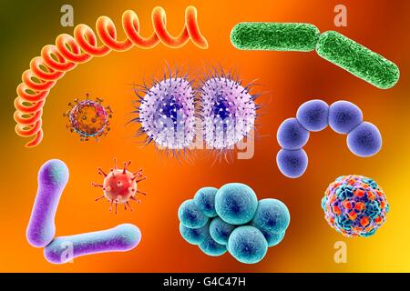 Microbi. Computer illustrazione di una miscela microbico contenente batteri e virus di diversi tipi. Foto Stock