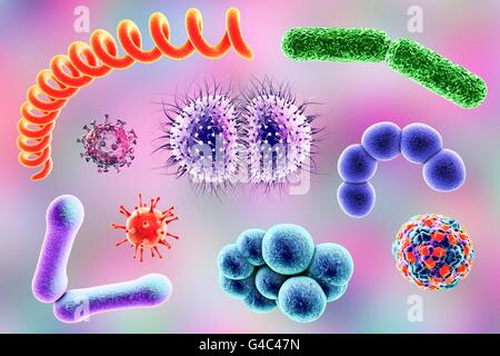 Microbi. Computer illustrazione di una miscela microbico contenente batteri e virus di diversi tipi. Foto Stock