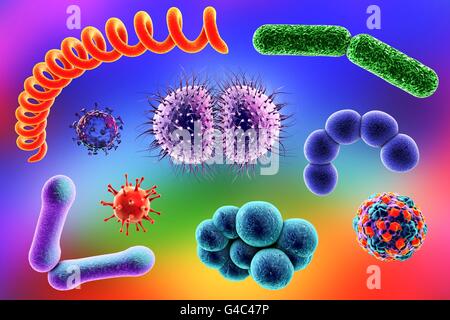 Microbi. Computer illustrazione di una miscela microbico contenente batteri e virus di diversi tipi. Foto Stock