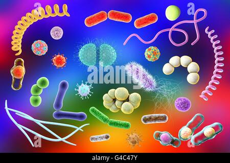 Microbi. Computer illustrazione di una miscela microbico contenente batteri e virus di diversi tipi. Foto Stock