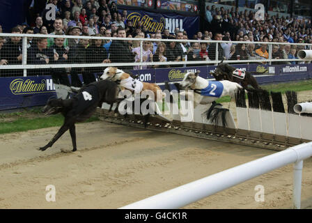 L'eventuale vincitore dell'aereo Daddy (no 4), in azione durante la finale del Champion Hudle Williamhill.com, al Wimbledon Stadium a sud di Londra. Foto Stock