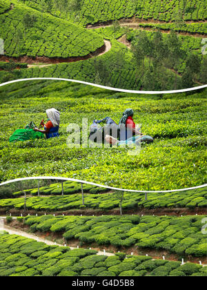 Collage di piantagioni di tè in Munnar ( India ) - immagini di sfondo di viaggio (le mie foto) Foto Stock