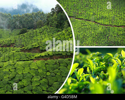 Collage di piantagioni di tè in Munnar ( India ) - immagini di sfondo di viaggio (le mie foto) Foto Stock