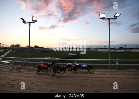 Greyhounds - UK Festival of Racing 2011 - Semifinali - Sunderland Greyhound Stadium. Vista generale dell'azione al Sunderland Greyhound Stadium Foto Stock