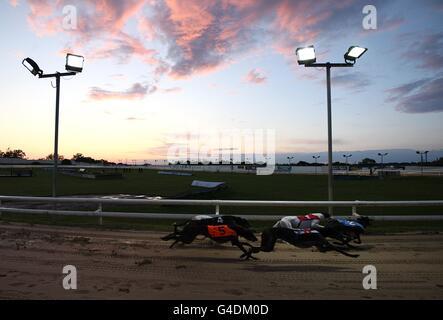 Greyhounds - UK Festival of Racing 2011 - Semifinali - Sunderland Greyhound Stadium. Vista generale dell'azione al Sunderland Greyhound Stadium Foto Stock