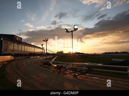 Greyhounds - UK Festival of Racing 2011 - Semifinali - Sunderland Greyhound Stadium. Vista generale dell'azione al Sunderland Greyhound Stadium Foto Stock