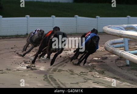 Greyhounds - UK Festival of Racing 2011 - Semifinali - Sunderland Greyhound Stadium. Vista generale dell'azione al Sunderland Greyhound Stadium Foto Stock