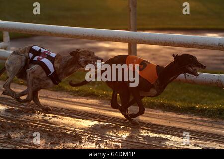 Greyhounds - UK Festival of Racing 2011 - Semifinali - Sunderland Greyhound Stadium. Vista generale dell'azione al Sunderland Greyhound Stadium Foto Stock