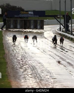 Greyhounds - UK Festival of Racing 2011 - Semifinali - Sunderland Greyhound Stadium. Vista generale dell'azione al Sunderland Greyhound Stadium Foto Stock