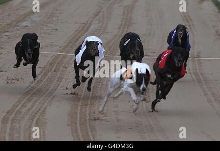 Greyhounds - UK Festival of Racing 2011 - Semifinali - Sunderland Greyhound Stadium. Vista generale dell'azione al Sunderland Greyhound Stadium Foto Stock