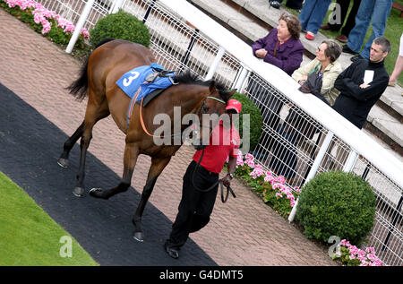 Corse ippiche - Epsom Live! Con il Beach Boys - Ippodromo di Epsom Downs. Cavalli nel paddock Foto Stock