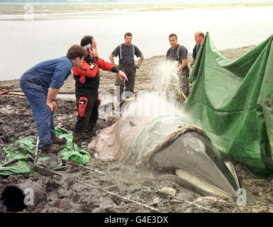 Sulle rive del fiume Mersey a Speke, i soccorritori cercano di evitare che una balena di Minke in brinda si asciughi, mentre attendono l'alta marea. È il secondo tentativo di spostare la balena sul fiume fino all'estuario del Mersey. PIC Dave Kendall. Foto Stock