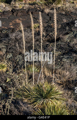 Sotol nel campo di lava, Carrizozo Malpais flusso lavico, Valle di incendi Recreation Area, bacino Tularosa vicino Carrizozo, Nuovo Messico USA Foto Stock