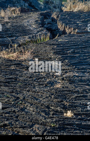 Lava pahoehoe campo, Carrizozo Malpais flusso di lava a valle degli incendi Recreation Area, bacino Tularosa vicino Carrizozo, Nuovo Messico Foto Stock