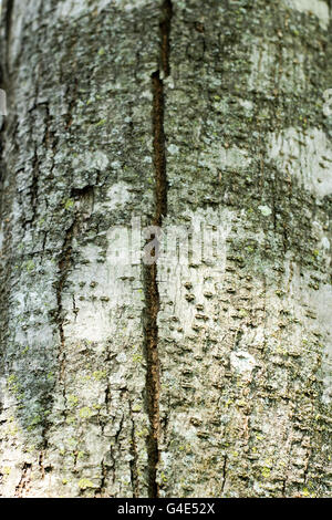 Fotografia di una corteccia di albero di texture di sfondo o Foto Stock