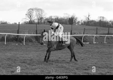 Ingresso Grand National Knock Hill con il jockey George Mernagh in sella. Addestrato da John Webber a Banbury, Oxon, il gelding della baia di 11 anni è stato sorpassato da Daybrook Lad da Super Sprite. Foto Stock