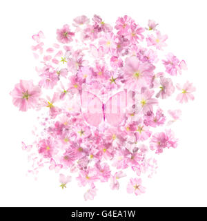 Giapponese di fiori di ciliegio in un overlay trasparente, con farfalle rosa, fotografati con retroilluminazione, isolato su bianco assoluto Foto Stock