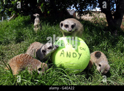 Il personale del Blair Drummond Safari Park, vicino a Stirling, si può trovare dietro il ragazzo locale Andy Murray mentre piazzano le palle da tennis nel loro recinto Meerkat. Foto Stock