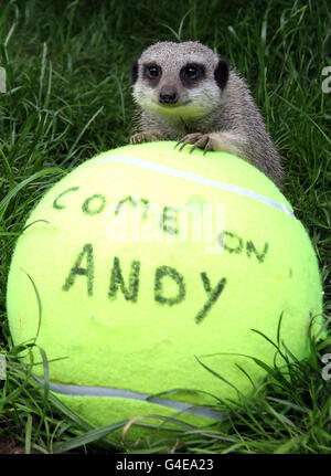 Il personale del Blair Drummond Safari Park, vicino a Stirling, si può trovare dietro il ragazzo locale Andy Murray mentre piazzano le palle da tennis nel loro recinto Meerkat. Foto Stock